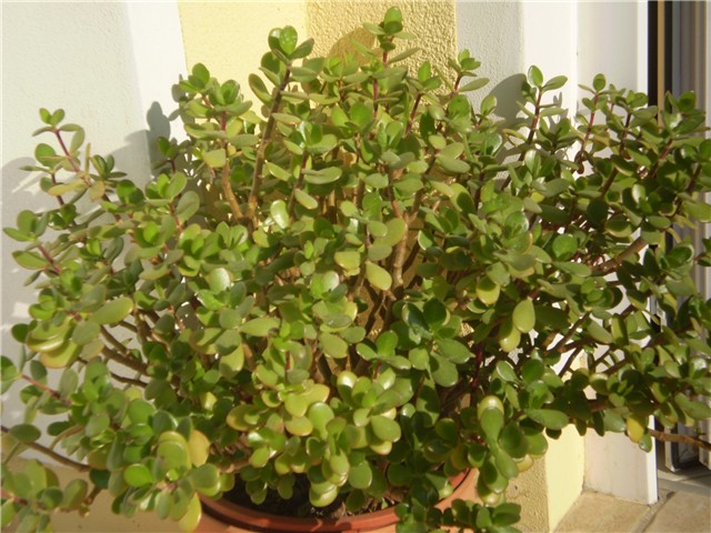 crasula